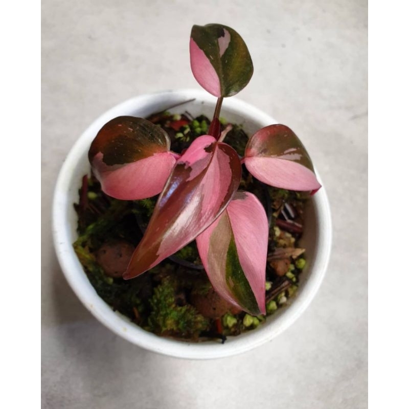 Philodendron pink princes