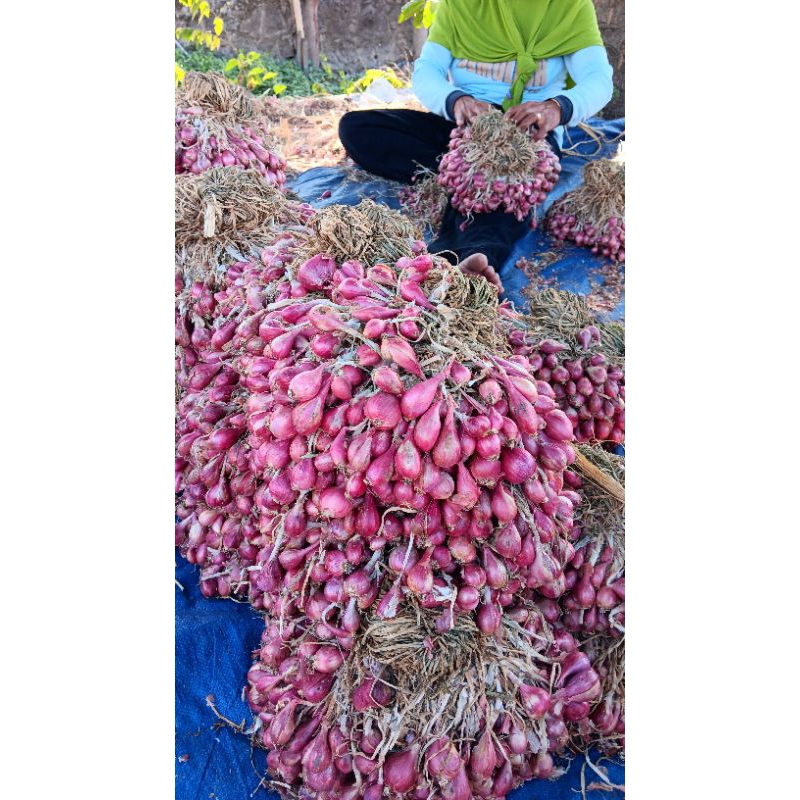 

Bawang Merah Brebes