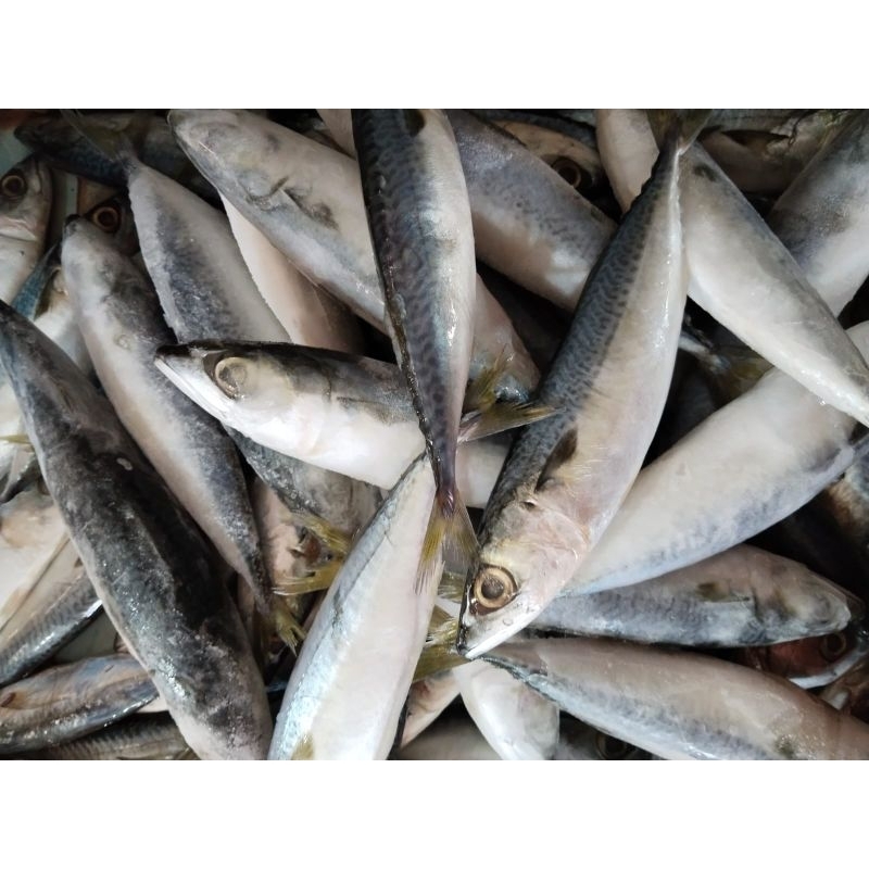 

Ikan Laut Layang Buyang