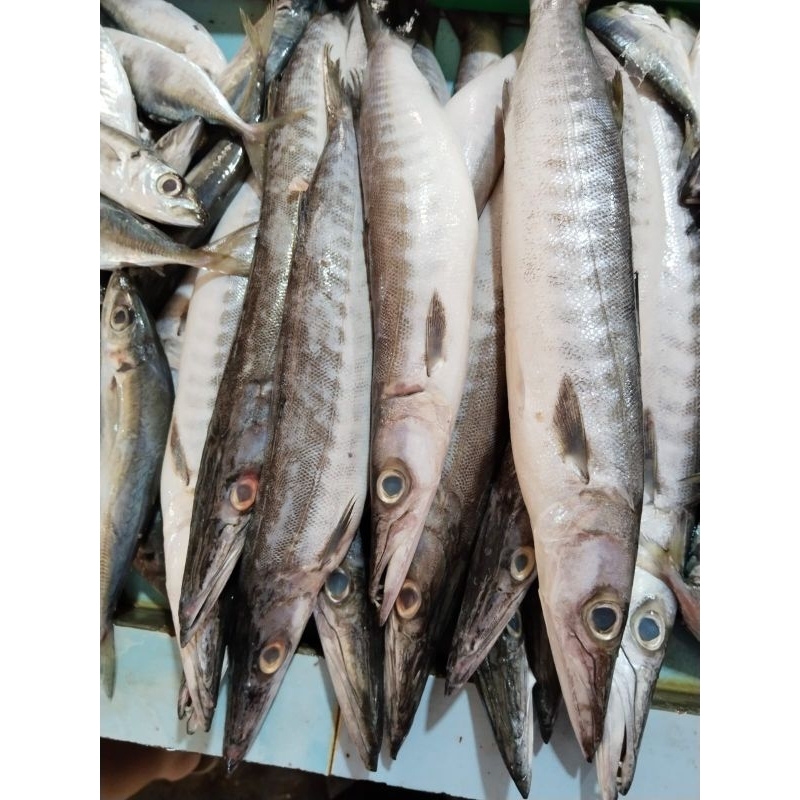 

Ikan Laut Kiter/Kacangan