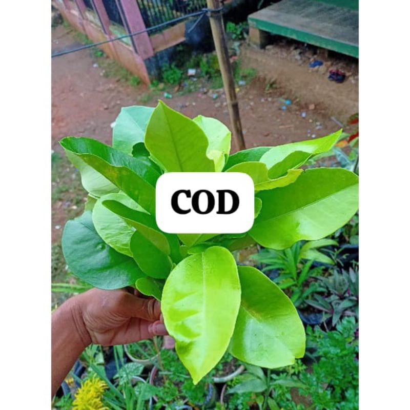 

Daun jeruk Bali 100gram