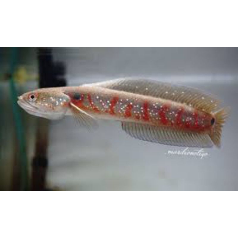 ASIATICA RS BABY 3-6CM