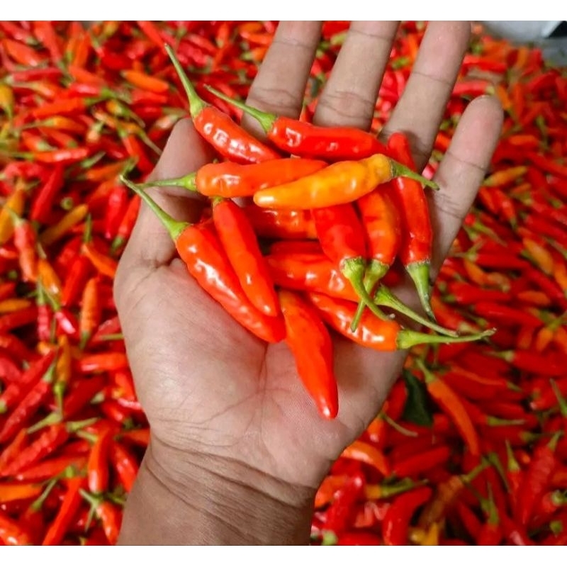 

cabay cabe rawit merah pilihan alami natural red birds ey cili 500grm