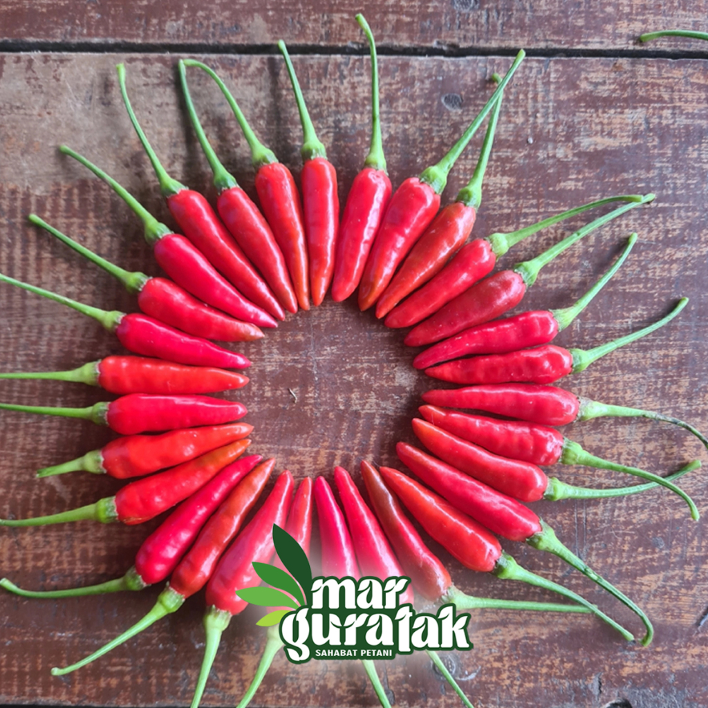 BIBIT CABE RAWIT LOKAL SIRAMOS 30gr