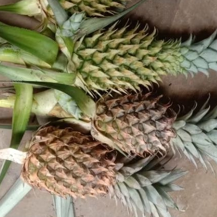 

Nanas Muda per buah . pelancar peredaran drh men