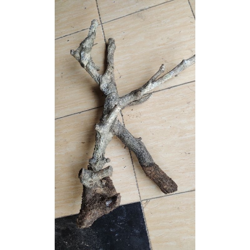 Teh_Teh Maniez Pohon Tlogosari Kering Realpic Sesuai Gambar 3Kg