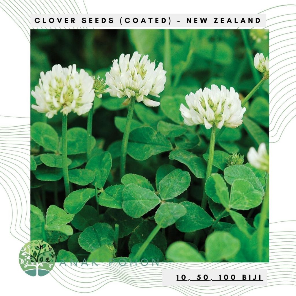 Benih Bibit Biji - Clover New Zealand (Coated) Dutch Clover True Irish Shamrock White Clover Cover C