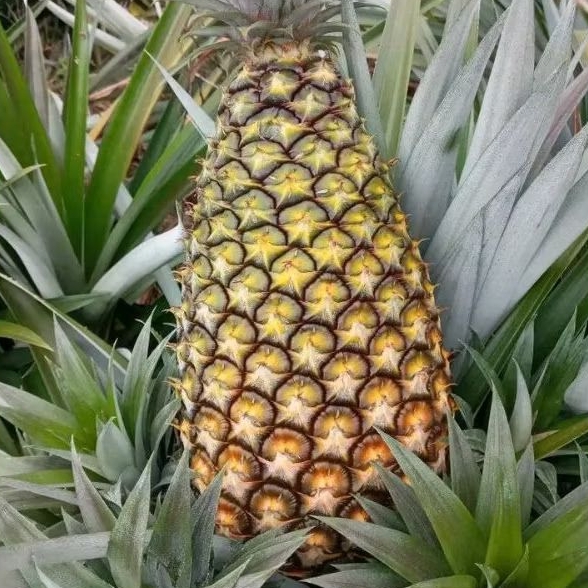 

Nanas super kwalitas impor