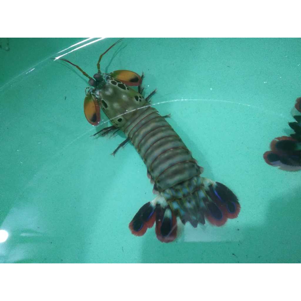 Udang Mantis - Mantis Shrimp