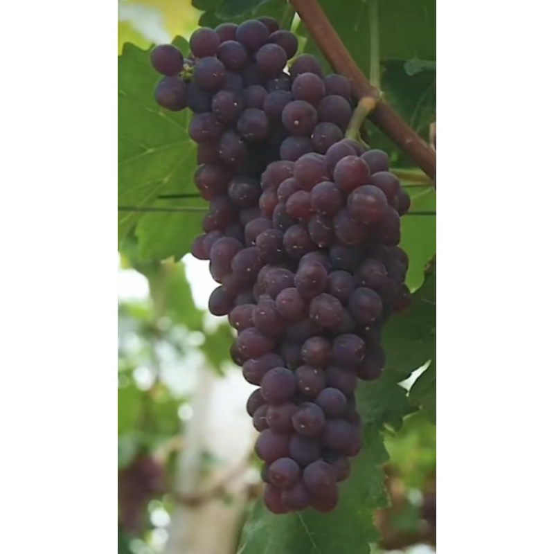 pohon anggur Jupiter - bibit tanaman anggur Jupiter