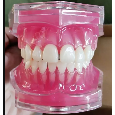 Dental Model Study Studi Gigi Lepasan Phantom Pantum Gigi Lepas Rubber