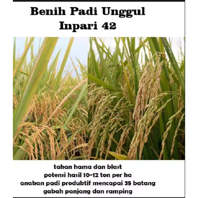 benih padi INPARI 42 JUMBO bibit unggul kemasan (1kg)