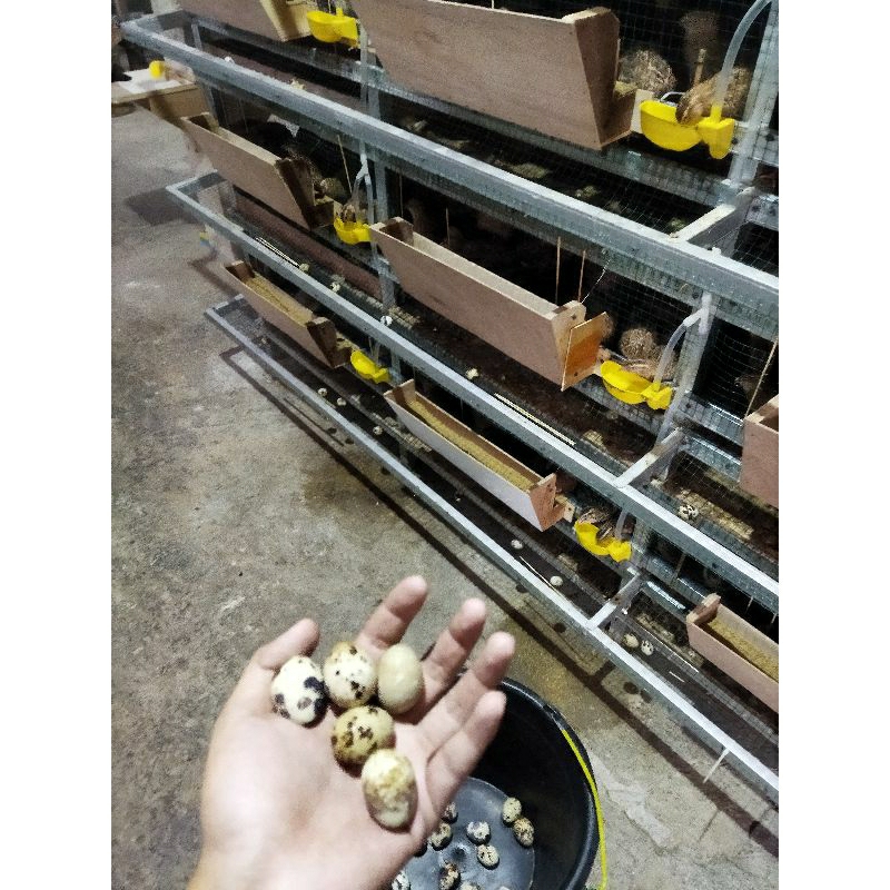 

TELUR PUYUH 1KILO FRESH PETERNAKAN LANGSUNG