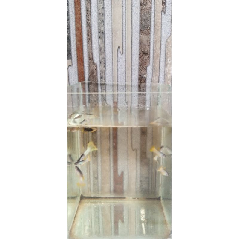Hiasan akuarium Male ikan Guppy yellow pingu
