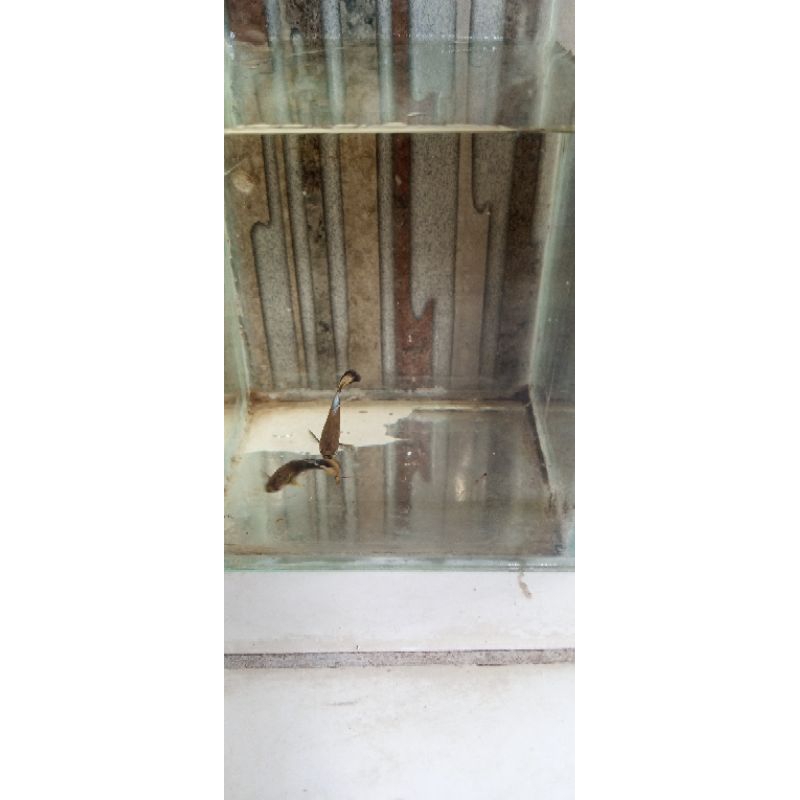Hiasan akuarium Male ikan Guppy Black Moscow X Yellow Pingu
