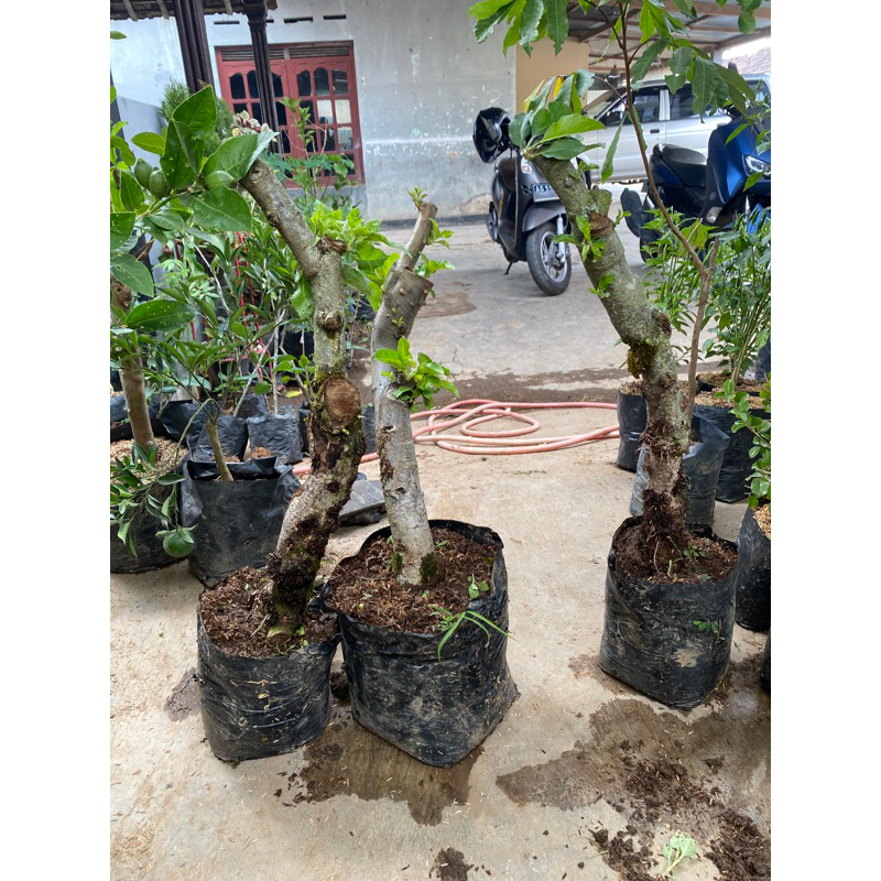 

Apel Bonsai bonggol besar