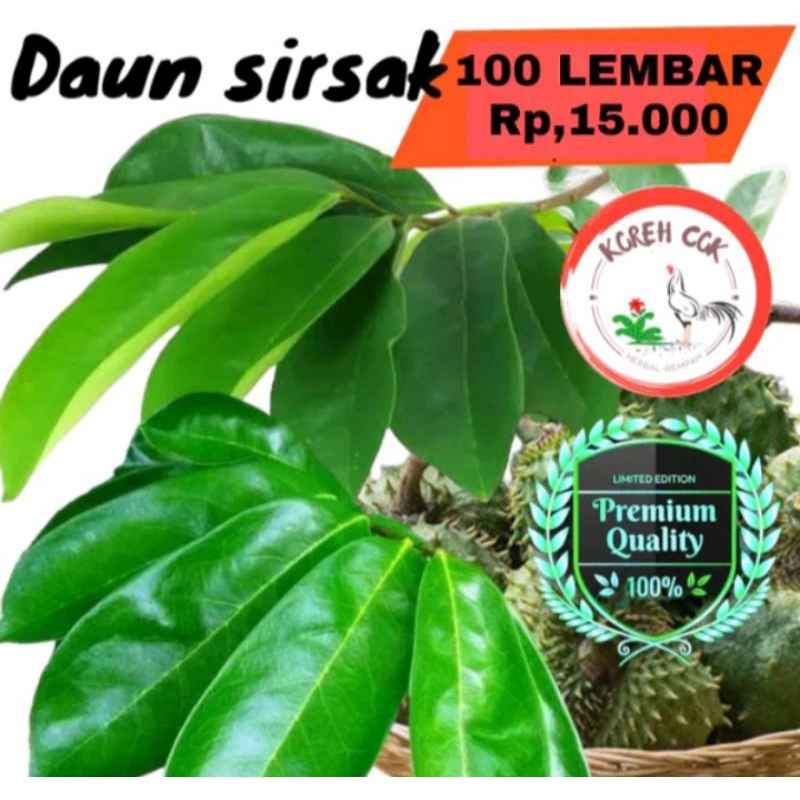 

100Lembar Daun Sirsak Segar Organik Alami Aman Dikonsumsi Tua Muda