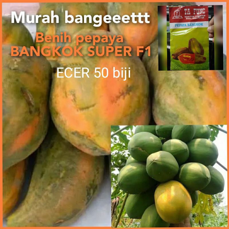100 ++ biji BENIH PEPAYA BANGKOK SUPER