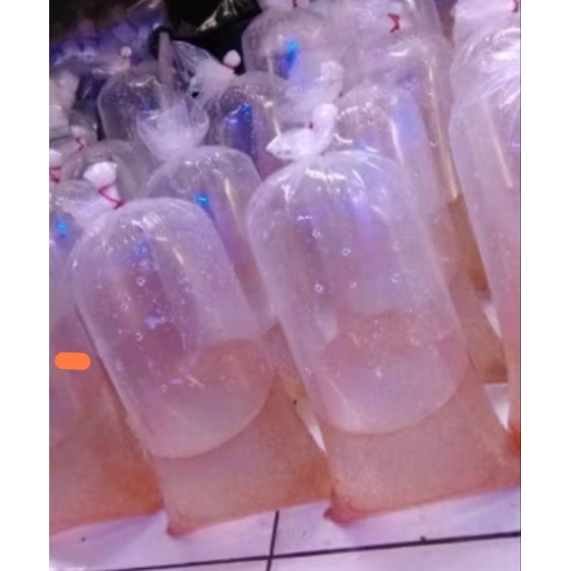 kutu air pakan burayak cupang/guppy/molly