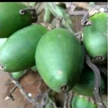 

Buah pinang muda sgar 1000 gr buah jambe