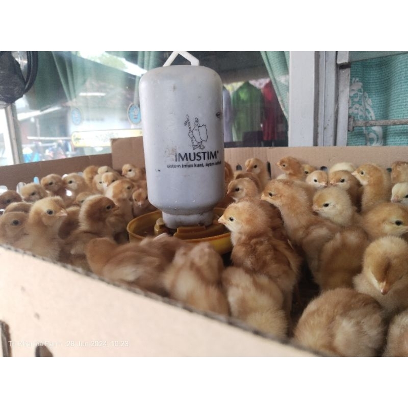 doc layer petelur Vaksin ( paket 50 ekor)