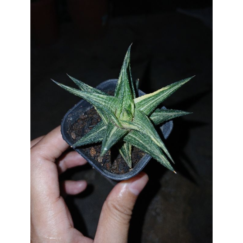 Haworthia Limifolia Variegata
