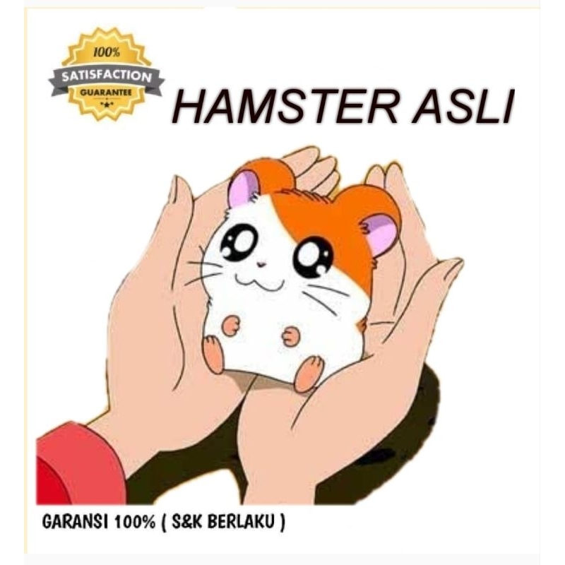 

STIKER MOTIF HAMSTER LUCU ASLI(KIRIM SEPULAU JAWA