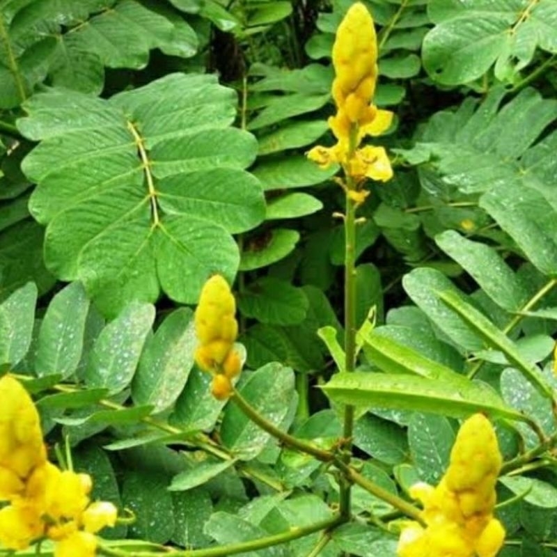 

daun herbal kimanila segar 250gram