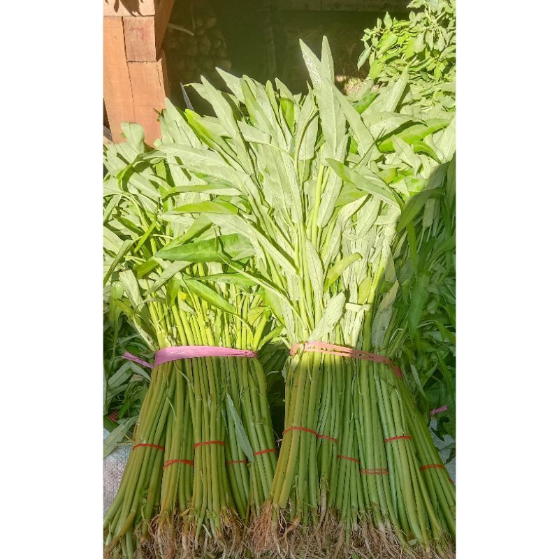 

Sayur Kangkung Segar 7.000 Per/1Ikat