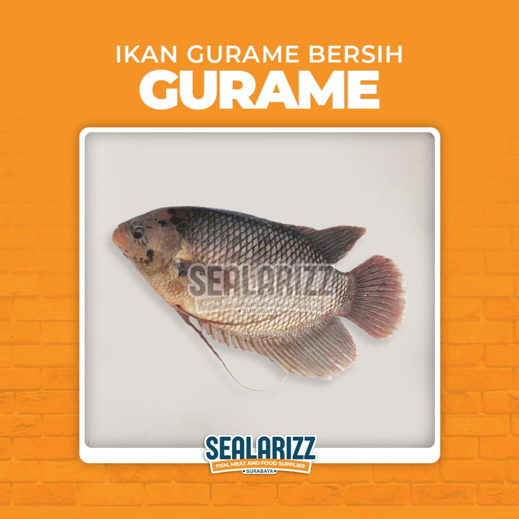 

Ikan Gurami Segar Bersih / Ikan Gurame / Gurami / Jual Gurame / Jual Gurami / Jual Gurame Surabaya