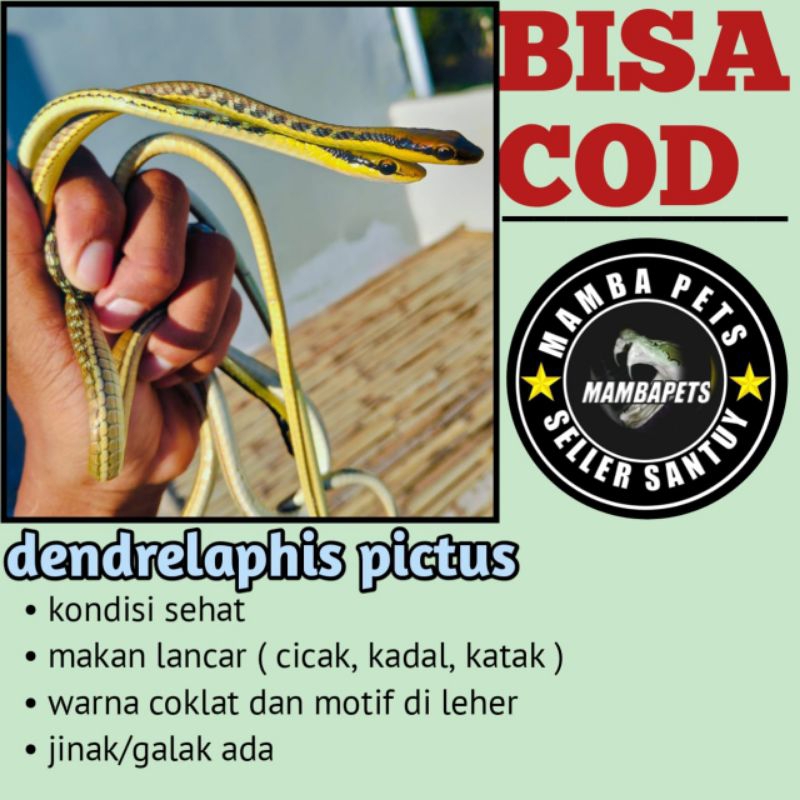 dendrelaphis pictus tali picis