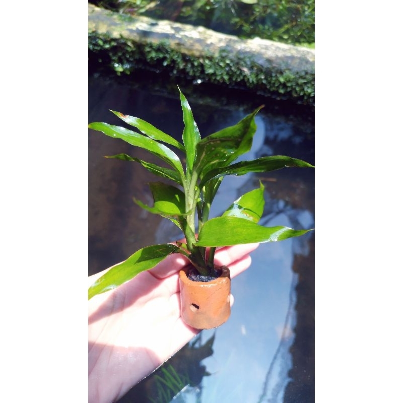 TANAMAN BAMBU AIR (Media pot) |Tanaman Aquascape