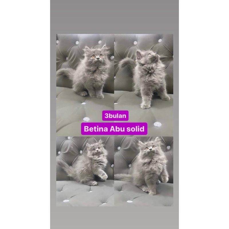 kitten betina abu solid