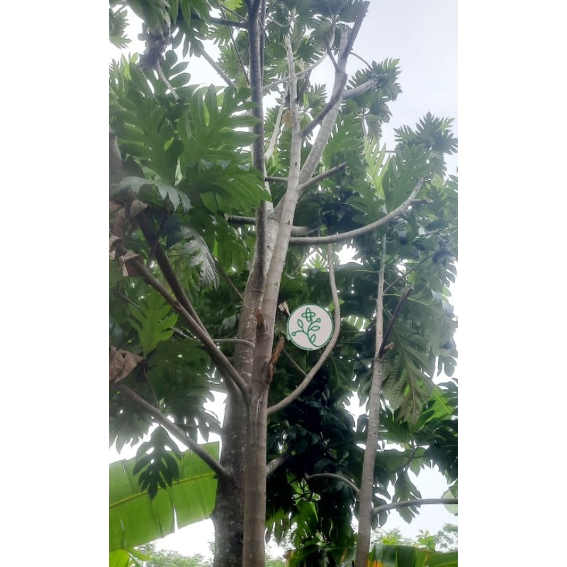 

DAUN SUKUN SEGAR 500 GR
