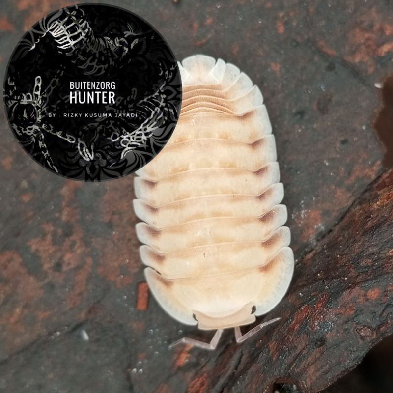 Cubaris Sp Caramel Cream Ducky Isopod