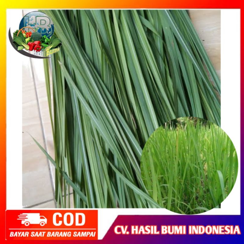 

Daun alang alang segar 100gram obat herbal alamii