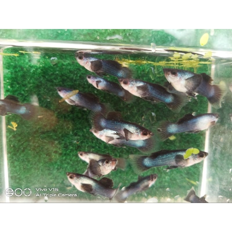Guppy mini panda perpasang