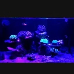 lampu 72w 40cm lampu aquarium laut led dimmer