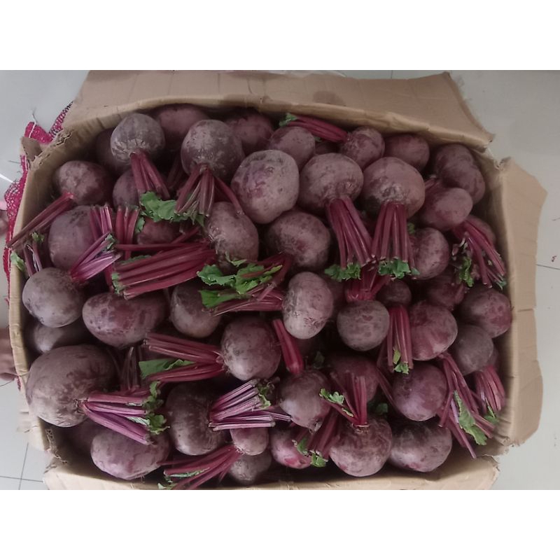 

buah bit organik /beetroot segar buah kesehatan
