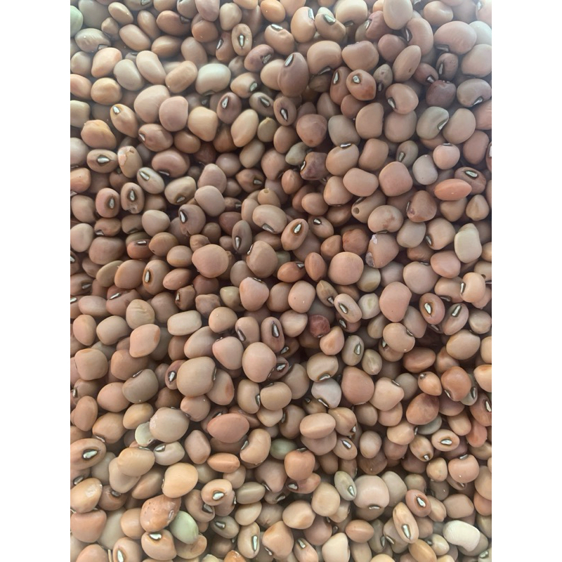 

kacang tolo lokal bisa beli 1/4, 1/2 , 1kg lebih