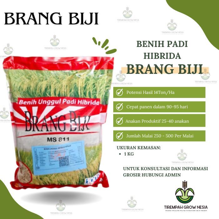 BIBIT PADI BRANGBIJI BENIH PADI BRANGBIJI PADI BRANG BIJI PADI HIBRIDA BARANG BIJI BENIH PADI BERANG