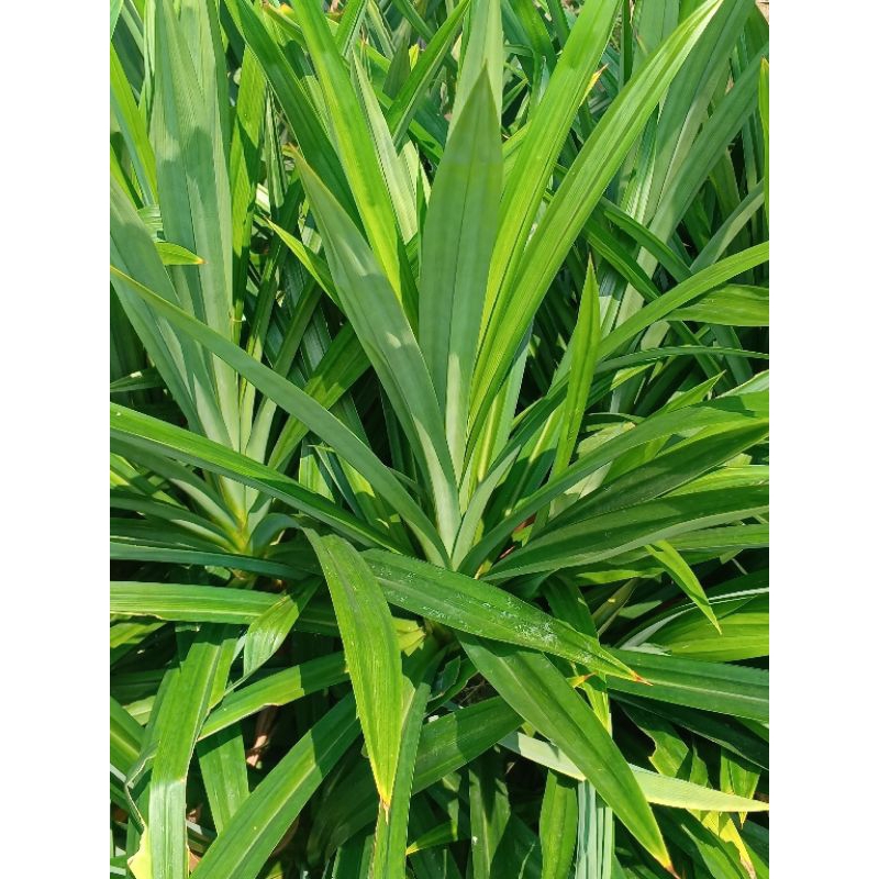 

Daun Pandan Segar 1 Ikat