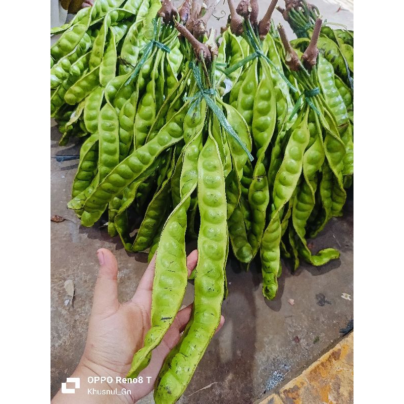 

PETE PANJANG TUA TUA ISI 10 LONJOR