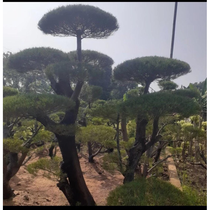 pohon cemara udang ukuran besar