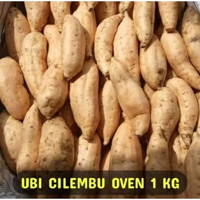 

Ubi madu cilembu mentah | ubi jalar | ubi madu cilembu manis cocok untuk di oven 1kg