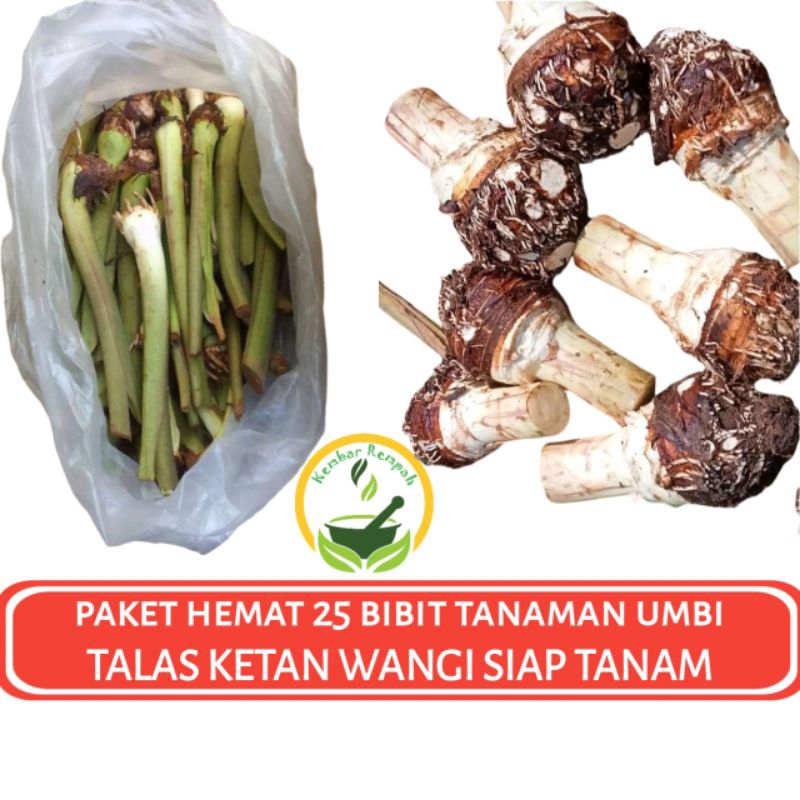 Paket Hemat 25 Bibit Tanaman Talas Ketan Wangi Umbi Talas Pandan Wangi Siap Tanam