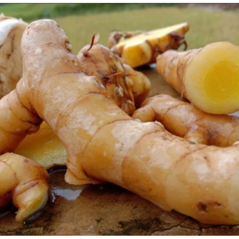 

500gram temu mangga segar curcuma