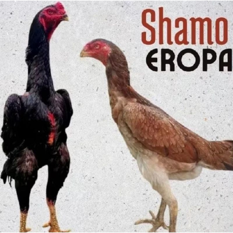 

telur ayam shamo eropa ORI petarung untuk di tetaskan