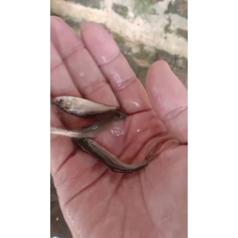 

ikan bandeng air tawar