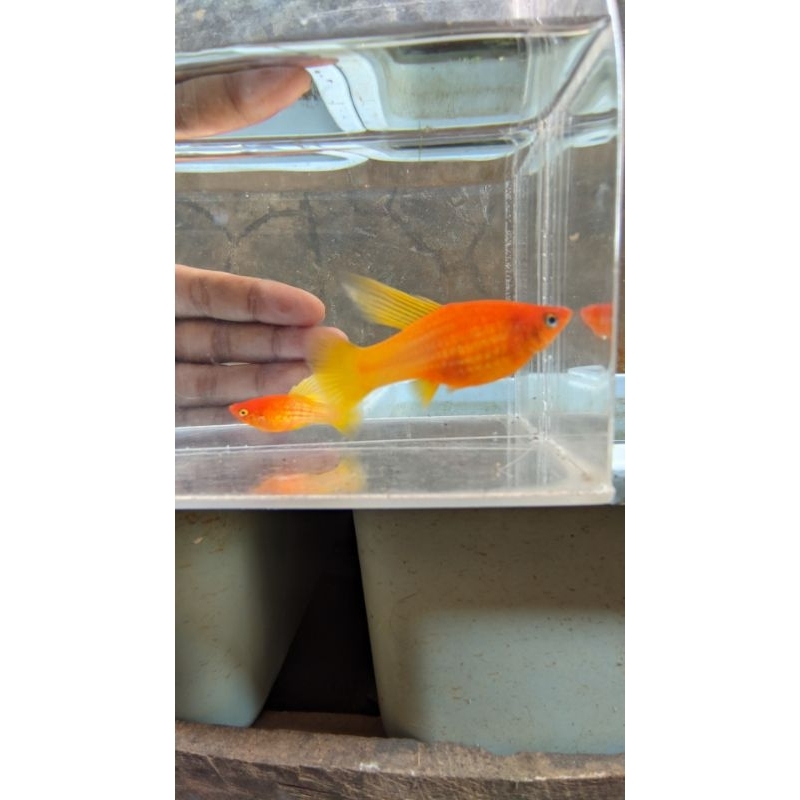 platy sunrise higfin